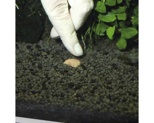 Aquarienboden mit Düngekugeln und Hand