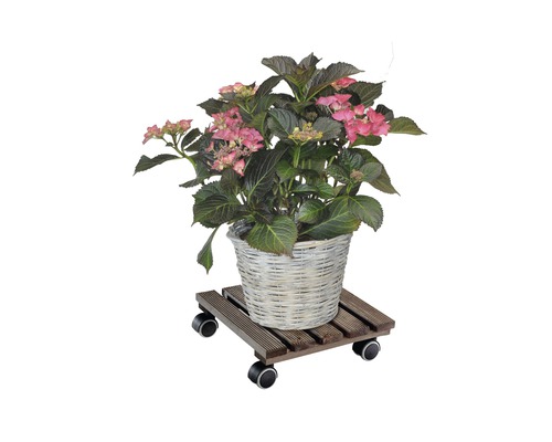 Hortensie in einem Korb auf einem Pflanzenroller