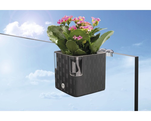 Pflanzkasten mit Bewässerungssystem und Kalanchoe-Blume