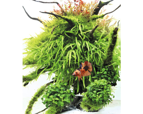 Aquarium mit Wasserpflanzen und Zierfisch