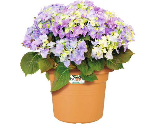 Hortensie im Topf mit lila und weißen Blüten