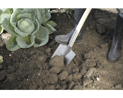 Person im Garten, die mit einem Spaten die Erde umgräbt, neben einem Kohlkopf