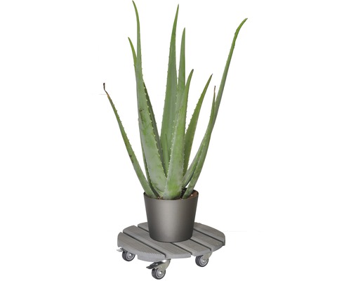 Aloe Vera Pflanze im Topf auf Pflanzenroller
