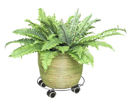 Korb mit Farn und Pflanzenroller