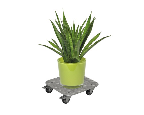 Zimmerpflanze im Topf auf einem Pflanzenroller mit Rollen