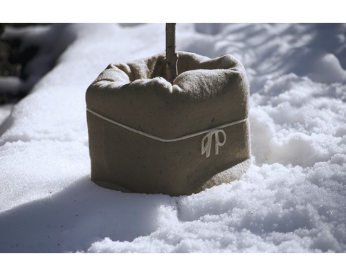 Eingepflanzter Baum im Jutesack auf Schnee