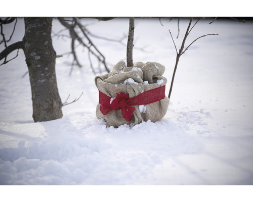Eingepflanzter Baum mit Jutesack und Schleife im Schnee