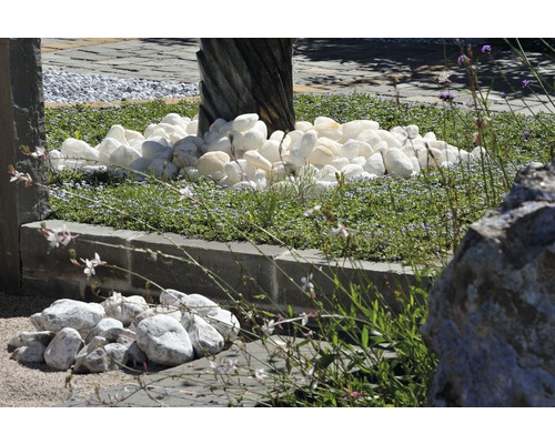 Gartenszene mit weißem Zierkies und Bepflanzung