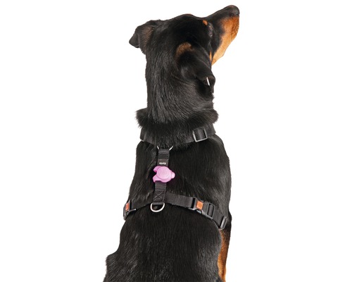 Hund mit schwarzem Hundegeschirr