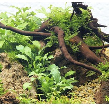 Nahaufnahme eines Aquariums mit Pflanzen, Holz und Steinen.