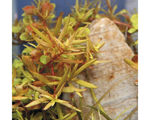 Wasserpflanzen im Aquarium mit Stein