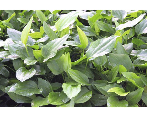 Pflanzen der Gattung Pfeilkraut mit grünen Blättern