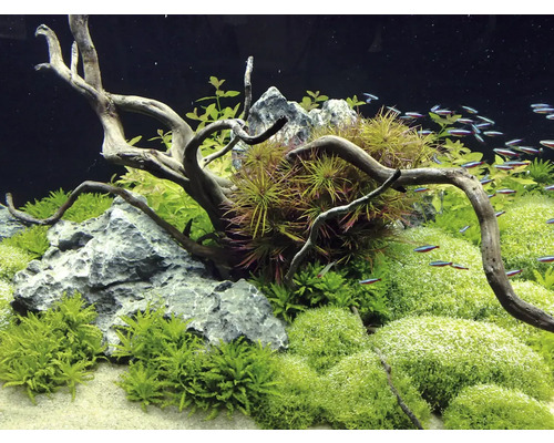 Aquarium mit Pflanzen, Wurzelholz, Steinen und Fischen
