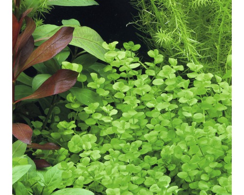 Aquarienpflanzen im Detail