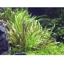 Aquariumpflanze mit langen, schmalen Blättern