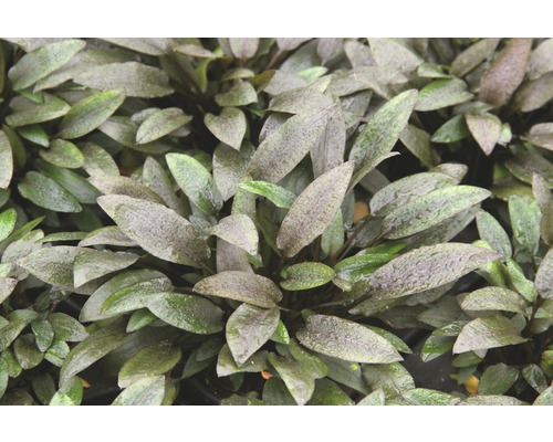 Aquarienpflanze mit ovalen Blättern