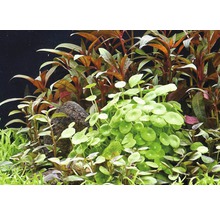 Amerikanischer Hutpilz - Hydrocotyle verticillata