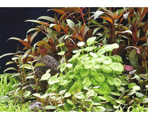 Aquarium mit Wasserpflanzen und Stein