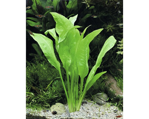 Pflanze im Aquarium mit langen, grünen Blättern