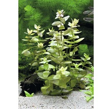 Grosses Fettblatt - Bacopa caroliniana emers