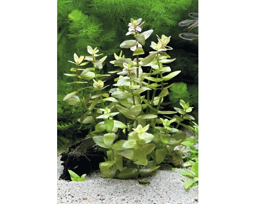 Wasserfreunde Pflanze im Aquarium