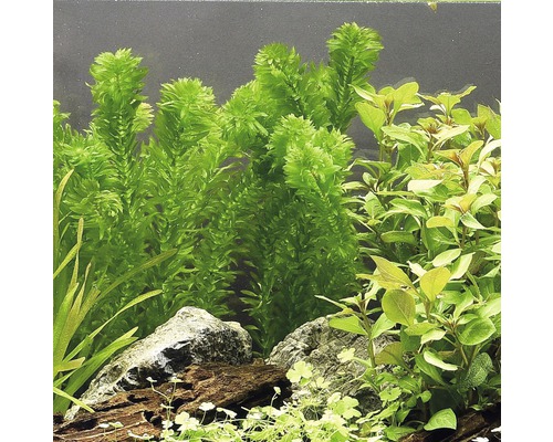 Aquarium mit Wasserpflanzen und Steinen dekoriert.