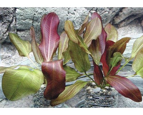 Aquariumpflanzen im Topf