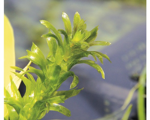 Wasserpest für Aquarien
