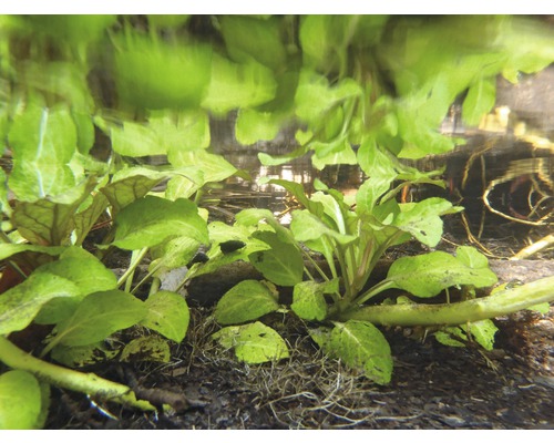 Aquariumpflanzen mit grünen Blättern unter Wasser