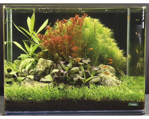 Eingerichtetes Aquarium mit Pflanzen, Steinen und Fischen