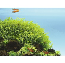 Aquarium mit Wasserpflanzen und Fischen
