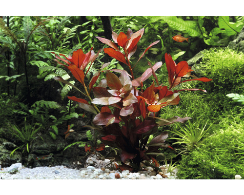 Aquariumpflanze mit roten Blättern im Aquarium