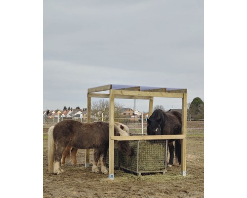 Pferde fressen Heu in einer Heuraufe mit Dach auf einem Feld.