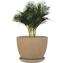 Zimmerpflanze Areca Palme in einem Topf mit Untersetzer