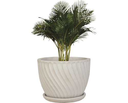 Zimmerpflanze Areca Palme in einem strukturierten Pflanzgefäß
