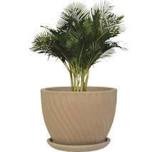 Zimmerpflanze Areca Palme im Topf mit Untersetzer