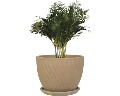 Zimmerpflanze Areca Palme im Topf mit Untersetzer