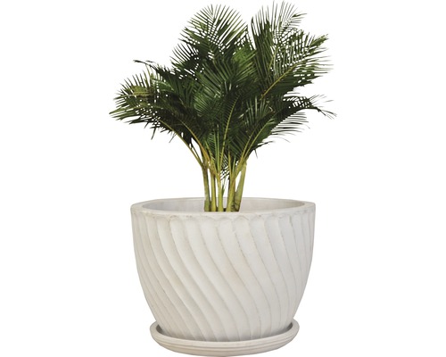 Areca Palme in einem Topf mit gewelltem Muster