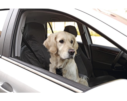 Golden Retriever im Auto mit Sitzbezug