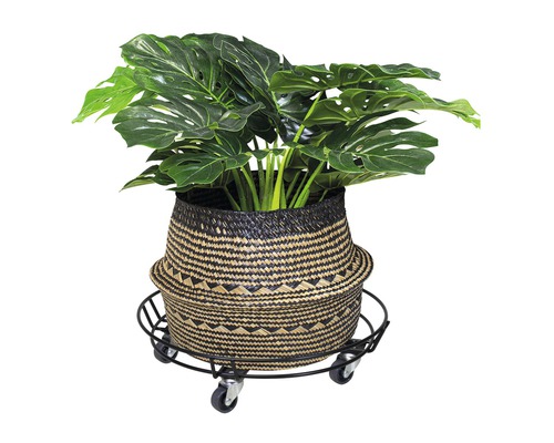 Monstera Pflanze im Korb mit Pflanzenroller