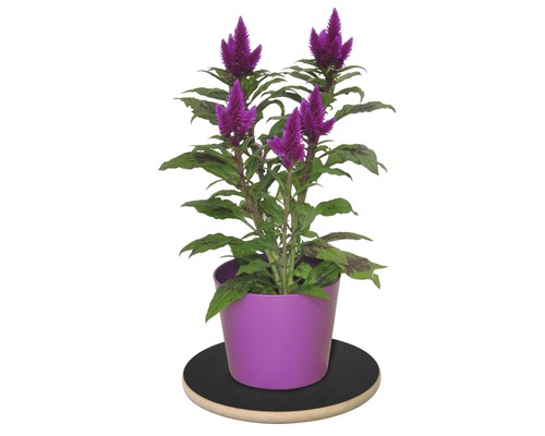 Zimmerpflanze Celosia in Topf auf Pflanzenroller