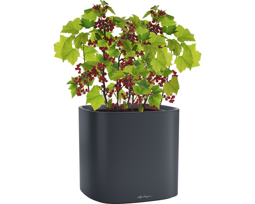 Rote Johannisbeere in einem Pflanzgefäß