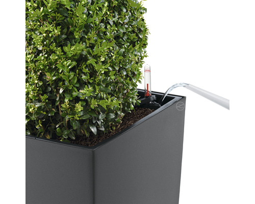Bewässerung eines Buchsbaums im Pflanzgefäß mit Wasserstandsanzeige