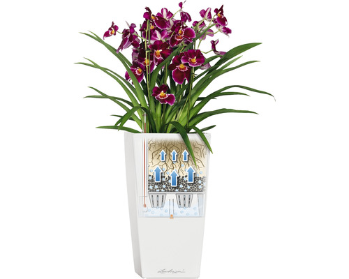 Orchidee in einem Pflanzgefäß mit Bewässerungssystem