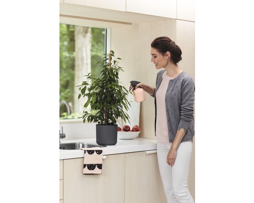 Frau besprüht Zimmerpflanze Ficus Benjamini mit Sprühflasche in Küche