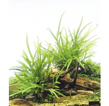 Aquariumpflanzen auf Steinen und Holz