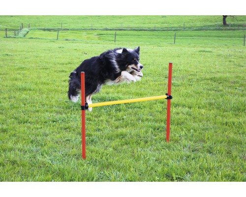 Agility Komplett-Set 3-teilig mit Ring, Hüpfstange und Slalom gelb-rot Ein Hund springt über eine Agility Hürde im Garten.