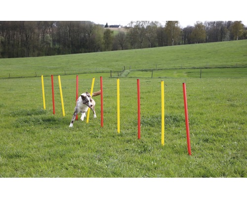 Ein Hund absolviert einen Slalomlauf mit Stangen auf einer Wiese.
