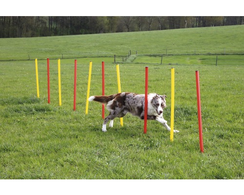 Ein Hund durchläuft einen Slalomparcours im Freien mit gelben und roten Stangen.