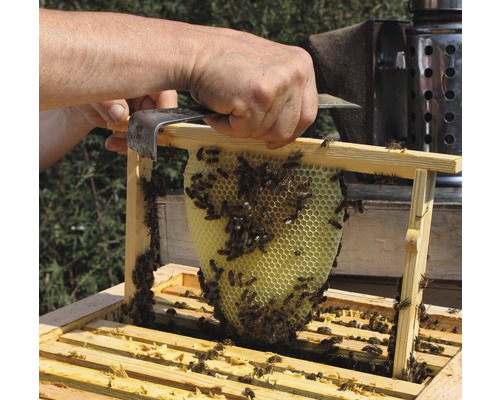 Imker entfernt mit einem Stockmeißel eine Bienenwabe aus einem Bienenstock
